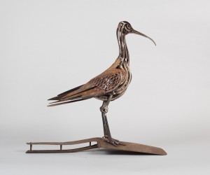 Forceps Curlew