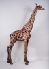 hammer-horn-giraffe-lr