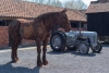 Somerset-Rural-Life-Museum-Horse-21