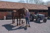 Somerset-Rural-Life-Museum-Horse-38