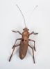 Soldier-Beetle-1