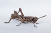 Stair-rod-grasshopper-3