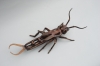 calliper-earwig-027-copy