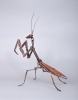 nutcracker-praying-mantis-1