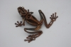 bottle-opener-tree-frog-lr10