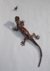 geckonsnacklr