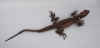 lizard2010